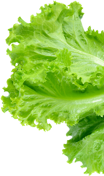 footer-lettuce